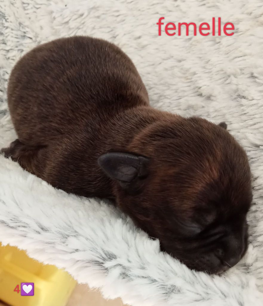 Small Red Stafford - Chiot disponible  - Staffordshire Bull Terrier