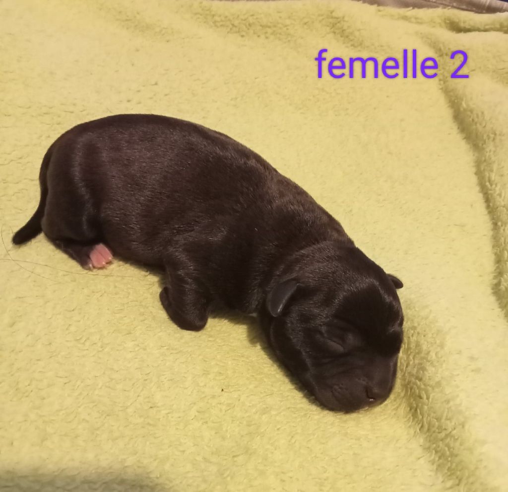 Small Red Stafford - Chiot disponible  - Staffordshire Bull Terrier