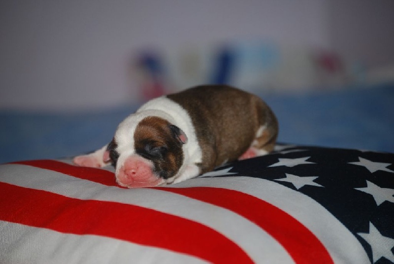 Small Red Stafford - Staffordshire Bull Terrier - Portée née le 22/12/2016